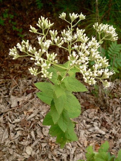 {Eupatorium pubescens}